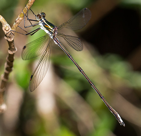 Chlorolestes draconicus male